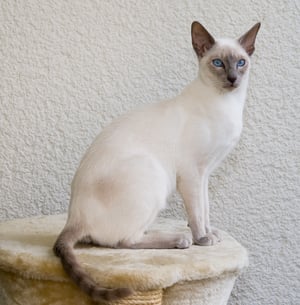 This is the Avatar Image for the Siamese Cat AI Voice and Text to Speech Generator